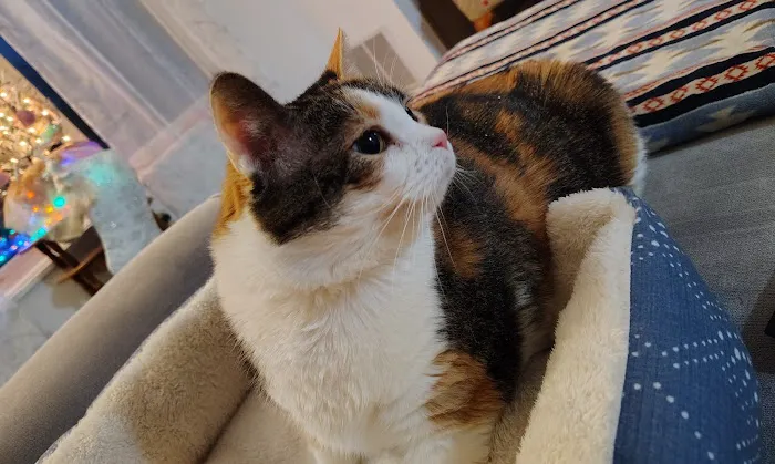 Ross Veterinary Clinic Picture 6