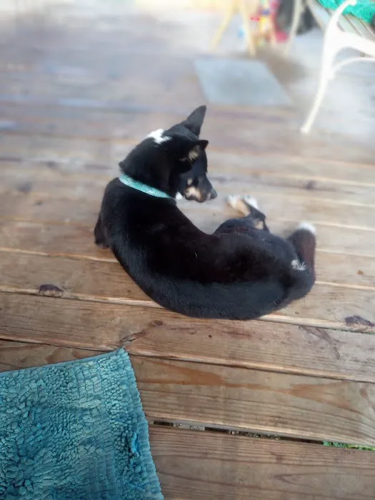 Ross Veterinary Clinic Picture 5