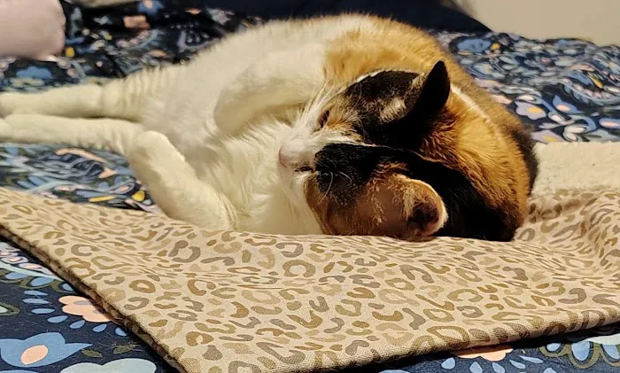 Ross Veterinary Clinic Picture 9