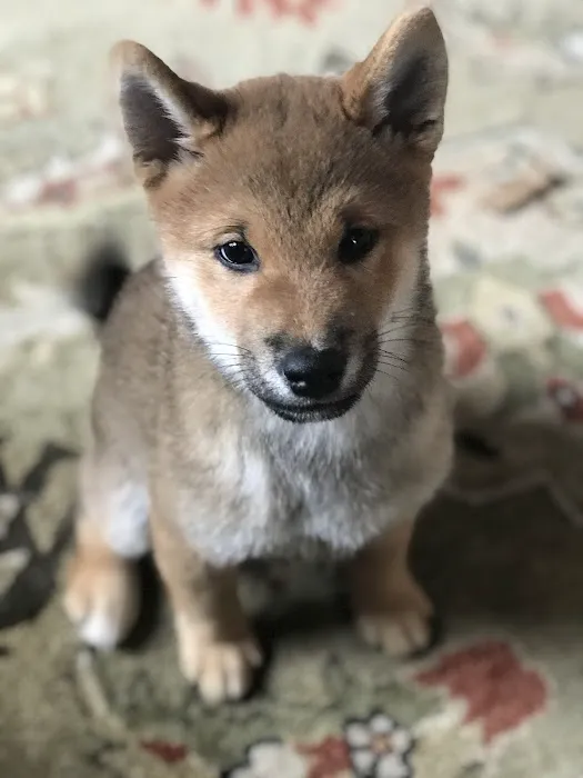 Cedar Rapids Animal Hospital Picture 1