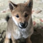 Cedar Rapids Animal Hospital