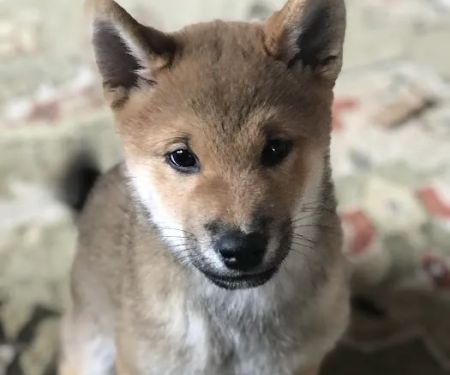 Cedar Rapids Animal Hospital