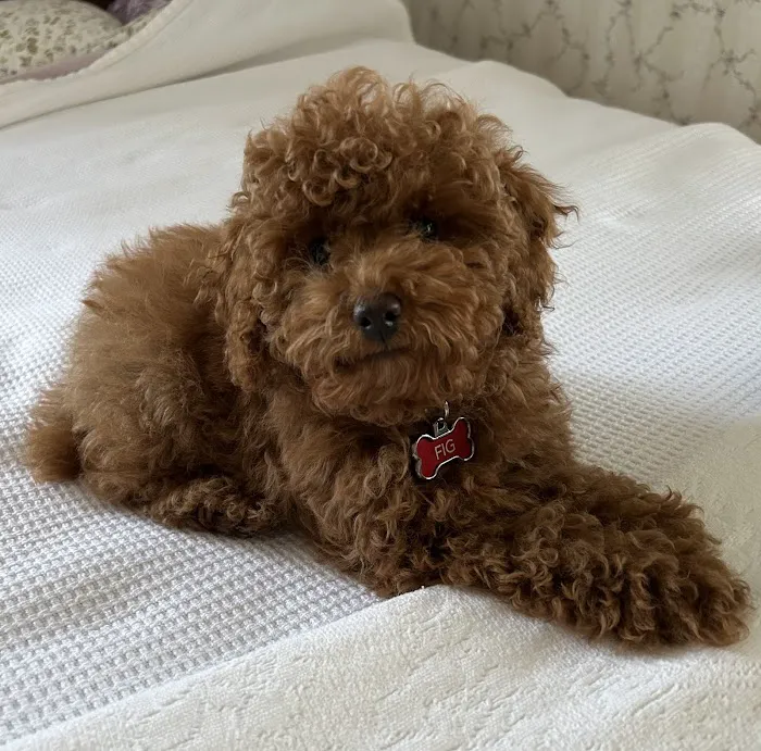 Cedar Rapids Animal Hospital Picture 2