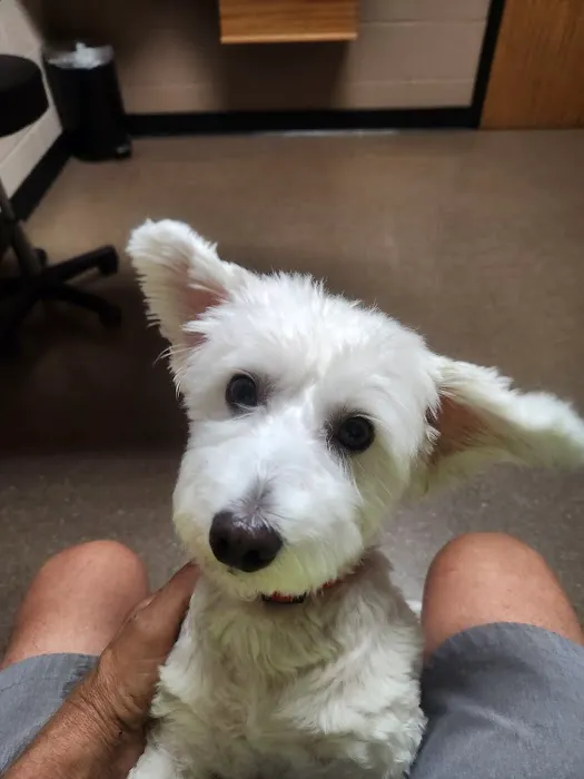 Cedar Rapids Animal Hospital Picture 4