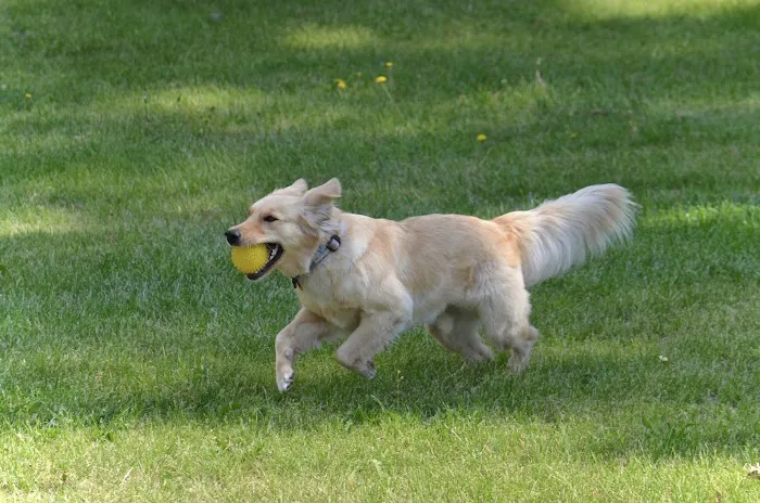 Cedar Rapids Animal Hospital Picture 9