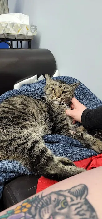 Linn Animal Hospital South Picture 1