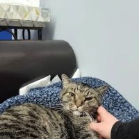 Linn Animal Hospital South ico