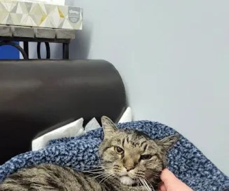 Linn Animal Hospital South