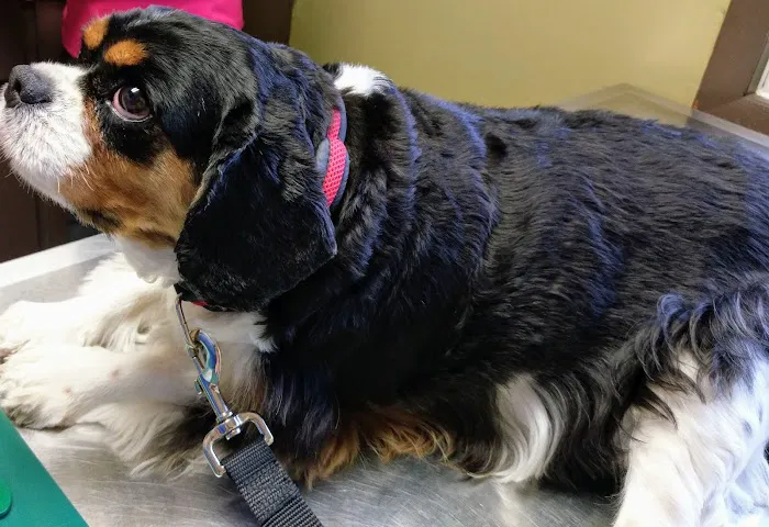 Linn Animal Hospital South Picture 4