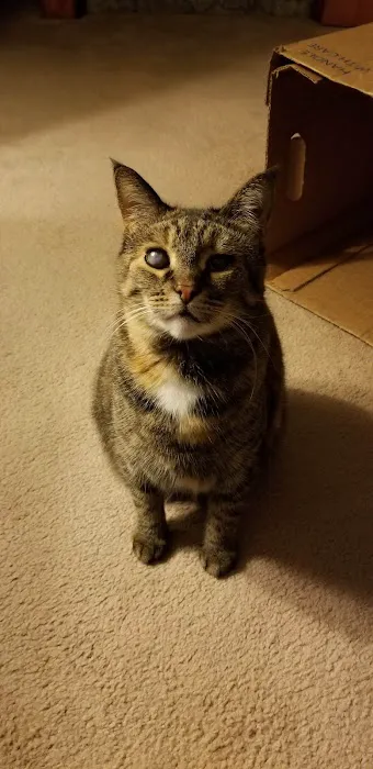 Linn Animal Hospital South Picture 7