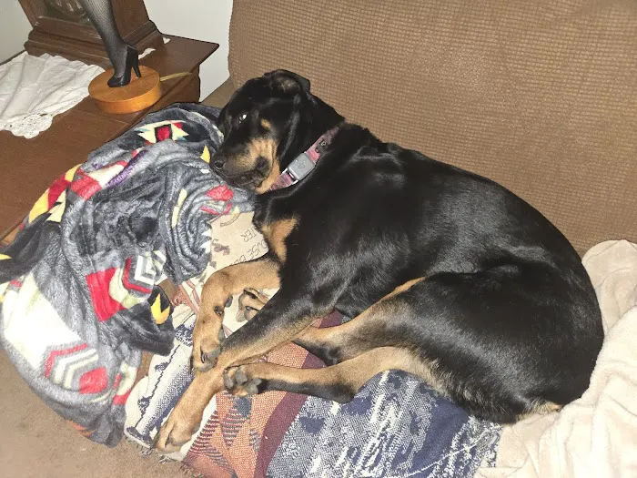 Linn Animal Hospital South Picture 8