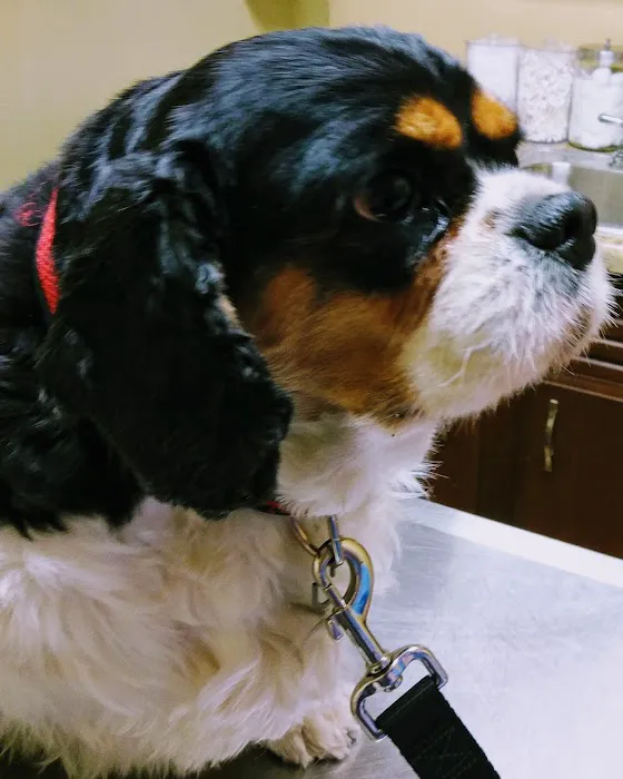 Linn Animal Hospital South Picture 9