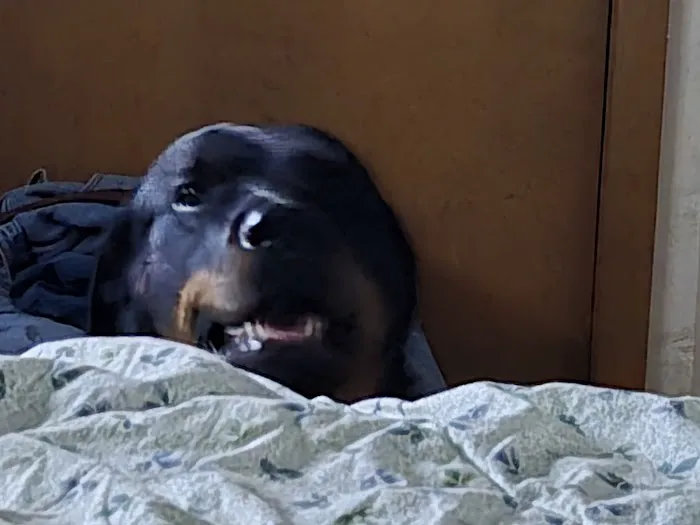 Linn Animal Hospital South Picture 5