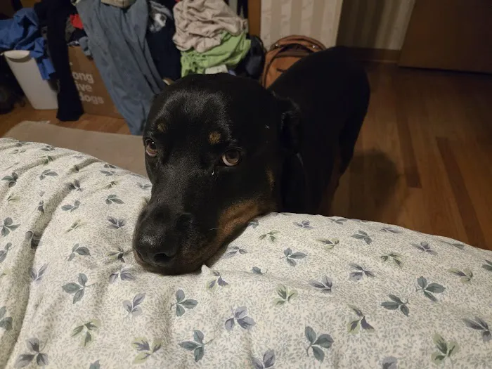 Linn Animal Hospital South Picture 6