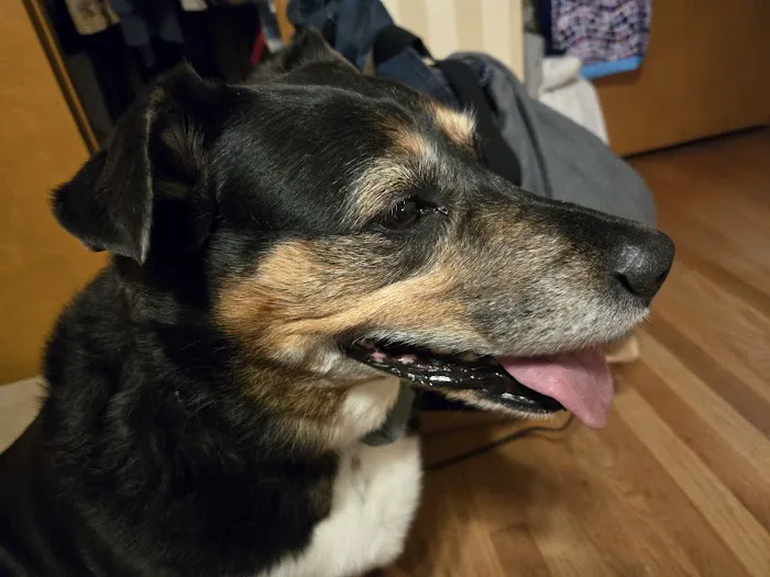 Linn Animal Hospital South Picture 10