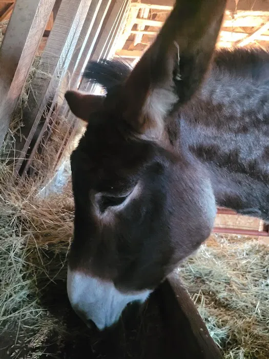 Abraham's Equine Clinic Picture 5