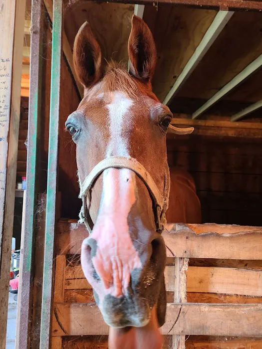 Abraham's Equine Clinic Picture 4