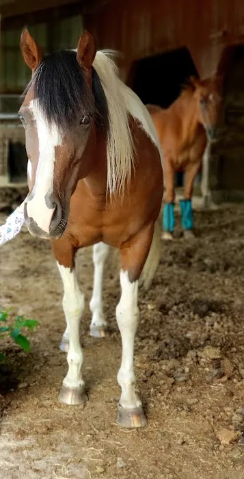 Abraham's Equine Clinic Picture 1