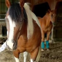 Abraham's Equine Clinic ico