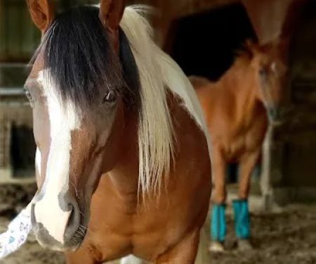 Abraham's Equine Clinic