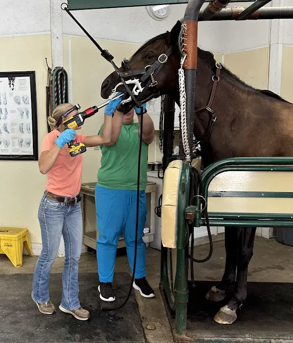 Abraham's Equine Clinic Picture 2