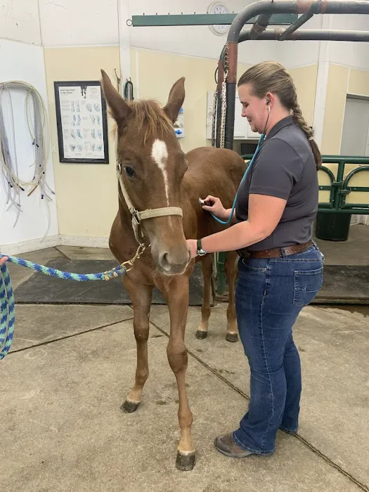 Abraham's Equine Clinic Picture 7