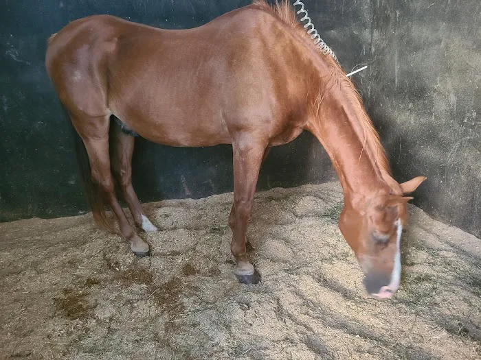 Abraham's Equine Clinic Picture 6