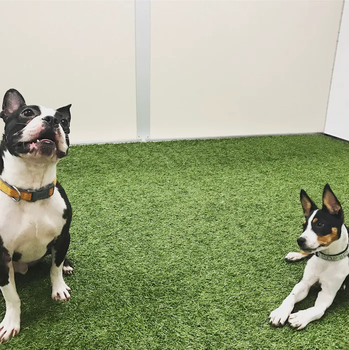 VCA Edgewood Animal Hospital Picture 10