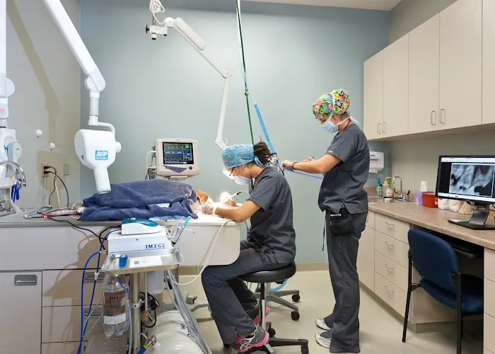 Frey Pet Hospital Picture 2