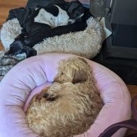 Midland Prairie Veterinary Services ico