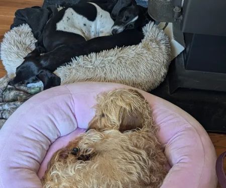 Midland Prairie Veterinary Services