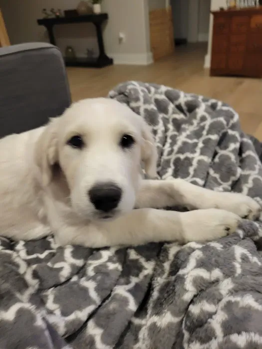 Midland Prairie Veterinary Services Picture 3