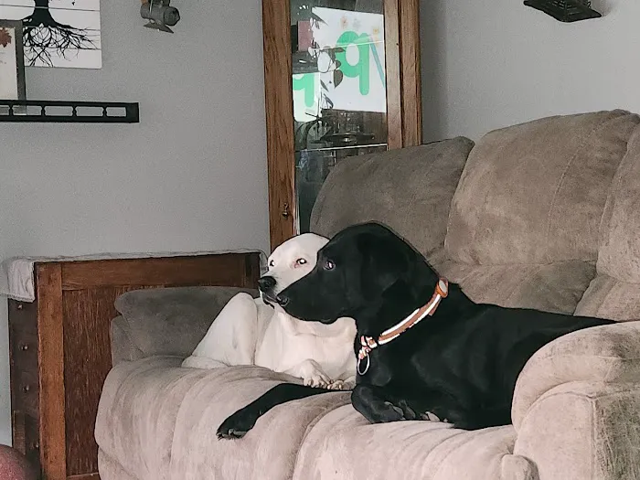 Newton Animal Clinic Picture 3