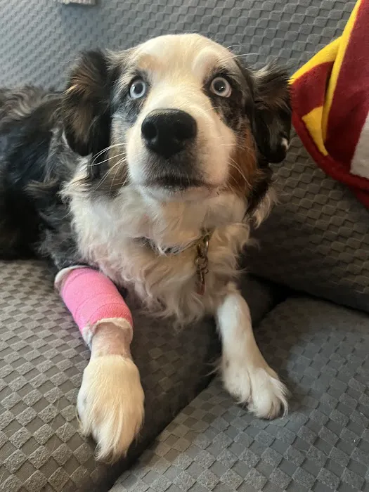 Newton Animal Clinic Picture 4