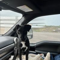 Newton Animal Clinic ico