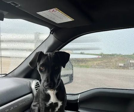 Newton Animal Clinic