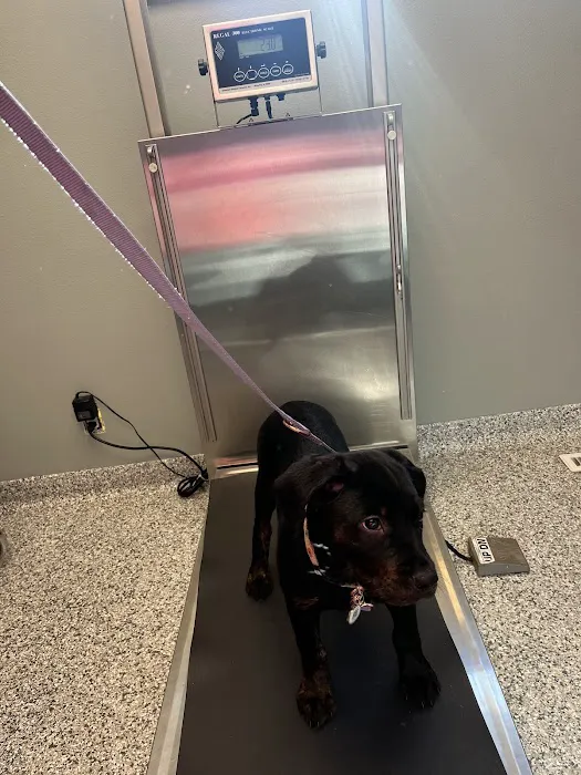 Newton Animal Clinic Picture 8