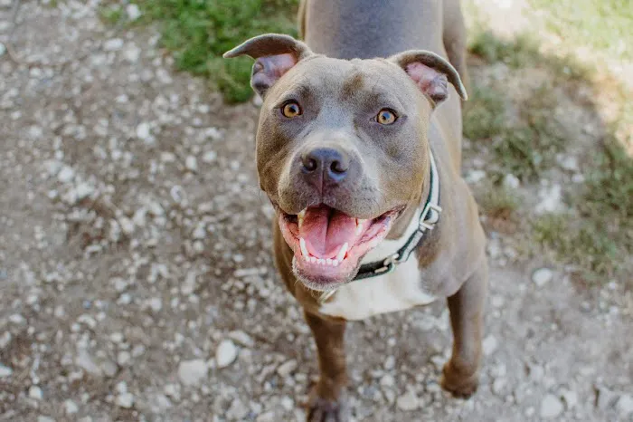 Parkview Animal Hospital Picture 2