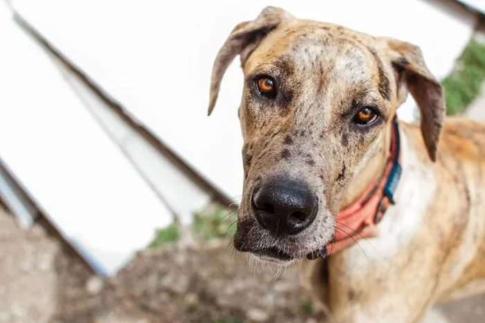 Parkview Animal Hospital Picture 1