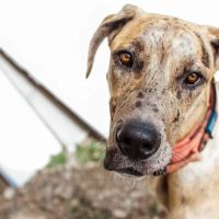 Parkview Animal Hospital ico