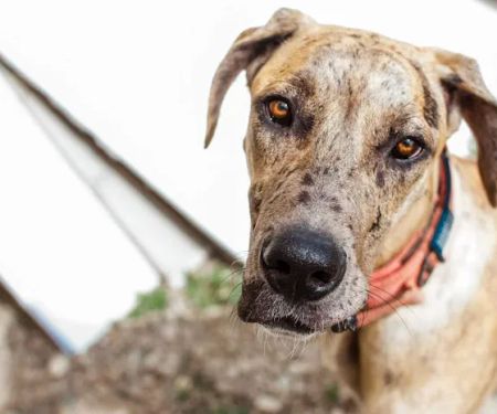 Parkview Animal Hospital