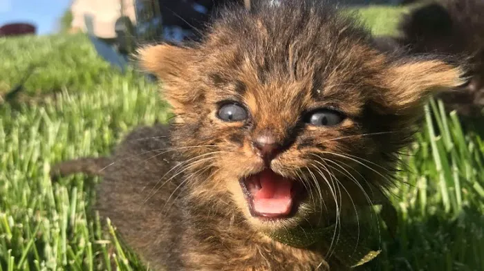 Parkview Animal Hospital Picture 8