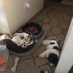 When Farm Vet Services