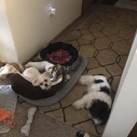 When Farm Vet Services ico