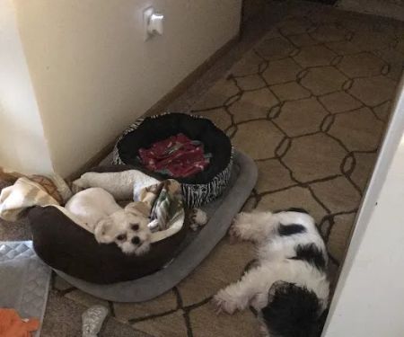 When Farm Vet Services