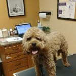 Bondurant Animal Clinic