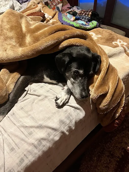 Brooklyn Vet Clinic - Dr. Katie Lang Picture 6