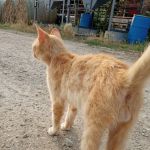 Farm & Family Veterinary