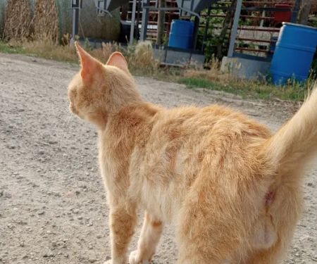 Farm & Family Veterinary