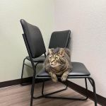 Kaukauna Veterinary Clinic